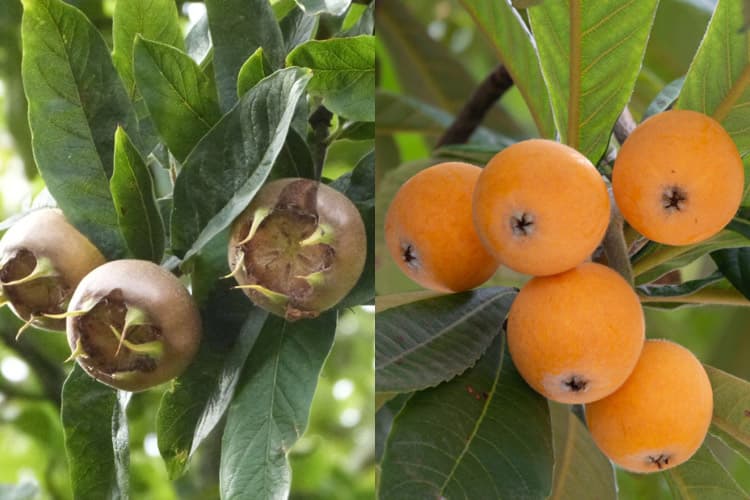 فرق ازگیل و کونوس چیست؟ تفاوت میوه های پاییزی شمال