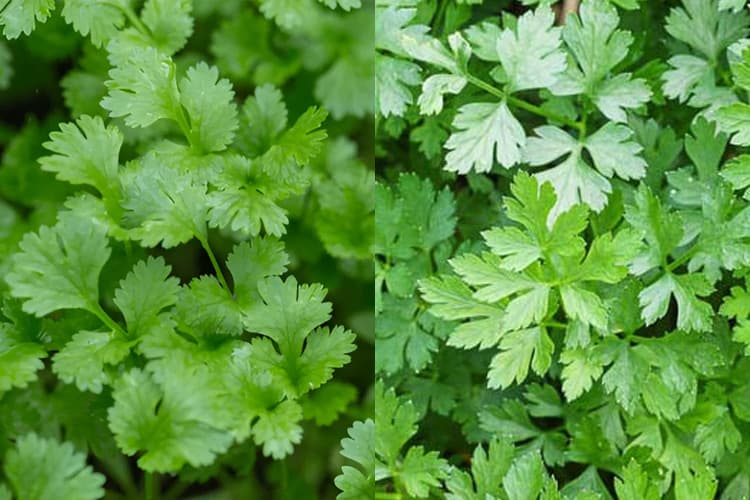 فرق جعفری و گشنیز چیست؟ تفاوت های ظاهری و کاربردی