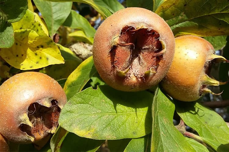 کونوس چیست؟ راهنمای کامل میوه کونوس (ازگیل گیلانی) و کاربردهای آن