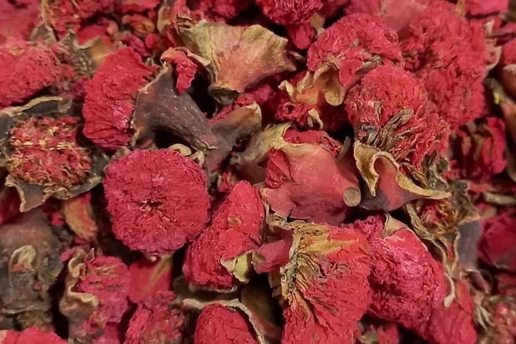 گلنار فارسی چیست؟ کاربرد و فواید این گیاه دارویی با خواص شگفت انگیز
